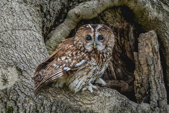 Tawny Owl (Strix aluco) Camouflaged with brown feathers and big black eyes, night time hunting owl known for it's Twit - Too call