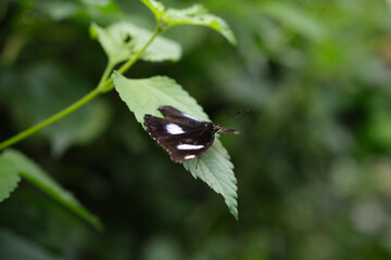 Close-up of White Admiral or Limenitis camilla butterfly sitting on a leaf.