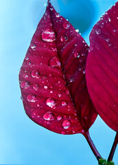 Portrait of red leaf of poinsettia, Euphorbia pulcherrima, with drops from dew in morning
