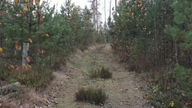 Drone view of the forest and tree tops, road and blue sky, on an autumn day in bad weather