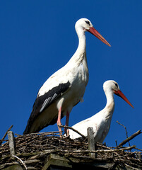 Stork couple, Ciconia ciconia, standing in nest in front of clear blue sky.