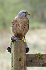 Kestrel, European common bird of prey, wildlife in Britain. Male Kestrel hovering raptor and hunter. falco tinnunculus
