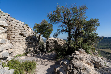 des arbres sur les murs d'une ruine