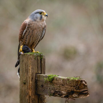 Kestrel bird of prey (Falco tinnunculus) . Adult male perched against autumnal colours in the Yorkshire Countryside