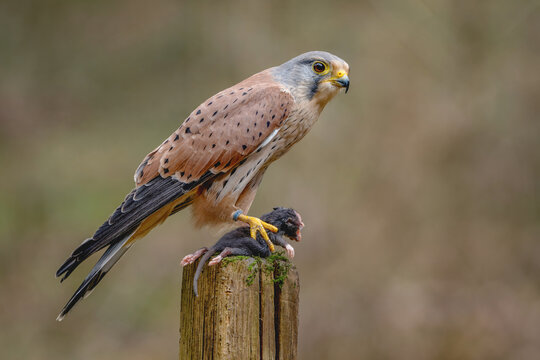 Kestrel bird of prey (Falco tinnunculus) . Adult male perched against autumnal colours in the Yorkshire Countryside