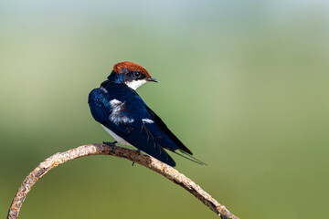Wire tailed-swallow.
The wire-tailed swallow is a small passerine bird in the swallow family.