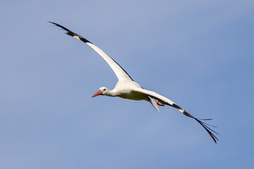 Storch