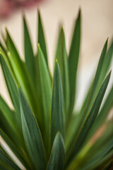 green potted plant with long, narrow, sharp leaves