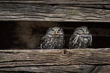 Little Owl pair looking out from a narrow gap in an old wooden barn, European Little owls (Athene noctua) diurnal bird of prey 