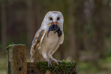 Tuinposter Barn Owl (tyto alba) adult male white nocturnal owl in the United Kingdom photographed with a mouse in it's beak in Yorkshire near York. Night time hunting bird of prey.  © Chris