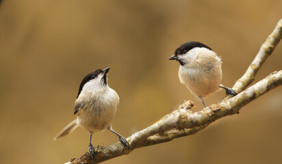 A pair of Marsh tit sit on the same branch, on a larry brown background..