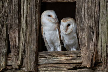Barn Owl (Tyto Alba) Adult male and female pair in a barn window. Wild owls in the United Kingdom., 