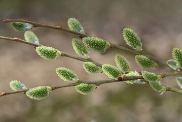 Green spring twigs with   bud, on a larry brown background...
