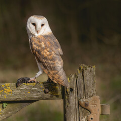 Barn Owl (tyto alba) adult male white nocturnal owl in the United Kingdom photographed in Yorkshire near York. Night time hunting bird of prey. 
