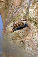 Gartenbaumläufer // Short-toed treecreeper // Grimpereau des jardins (Certhia brachydactyla)