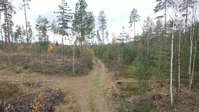 Drone view of the forest and tree tops, road and blue sky, on an autumn day in bad weather
