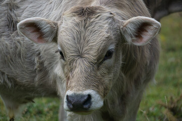 cows grazing and drinking water in the Soaso circus in the Ordesa y Monte Perdido National Park, in...