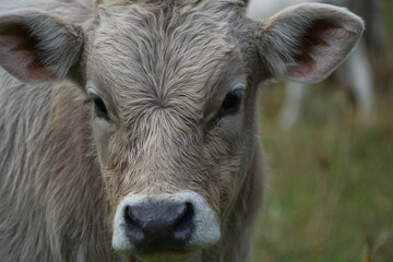 cows grazing and drinking water in the Soaso circus in the Ordesa y Monte Perdido National Park, in the Aragonese Pyrenees, located in Huesca, Spain.