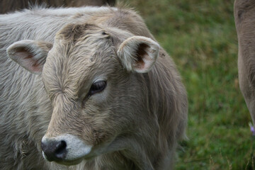 Fototapeta premium cows grazing and drinking water in the Soaso circus in the Ordesa y Monte Perdido National Park, in the Aragonese Pyrenees, located in Huesca, Spain.