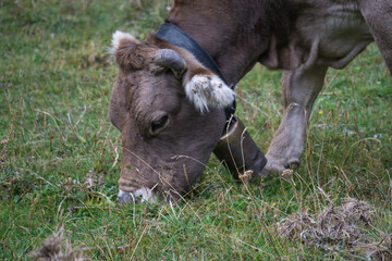 cows grazing and drinking water in the Soaso circus in the Ordesa y Monte Perdido National Park, in...
