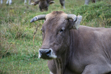cows grazing and drinking water in the Soaso circus in the Ordesa y Monte Perdido National Park, in...