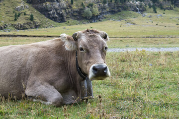 cows grazing and drinking water in the Soaso circus in the Ordesa y Monte Perdido National Park, in the Aragonese Pyrenees, located in Huesca, Spain.