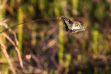 Tiger swallowtail butterfly that warms its wings