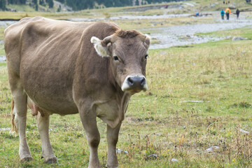 cows grazing and drinking water in the Soaso circus in the Ordesa y Monte Perdido National Park, in the Aragonese Pyrenees, located in Huesca, Spain.