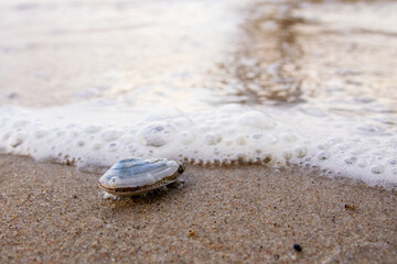 shell on the beach (Heringsdorf, Mecklenburg-Vorpommern, Germany)