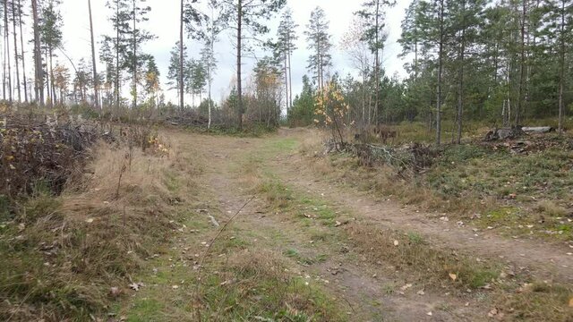 Drone view of the forest and tree tops, road and blue sky, on an autumn day in bad weather
