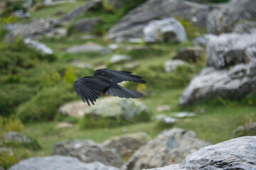 birds in the Soaso circus in the Ordesa y Monte Perdido National Park, in the Aragonese Pyrenees,...