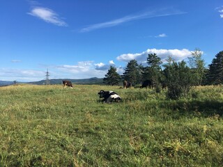 cows in a field