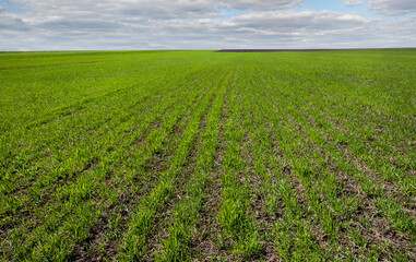 Fototapeta na wymiar rows of green young wheat or rye field , the concept of agriculture