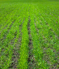 close up of rows of green winter wheat, foliar feeding during tillering