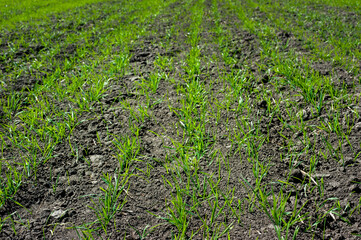sparse rows of winter wheat sprouts close up