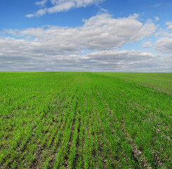 Fototapeta na wymiar field of winter wheat, rows of spring, beautiful cloudy sky