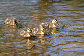 Mallard ducklings swimming in the Ottawa River on a sunny day in Canada