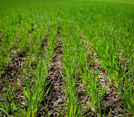 close up of rows tillering, young shoots of green wheat in spring
