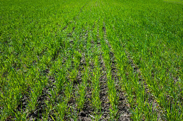 rows of bushes in a field of winter wheat at spring