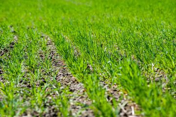 close up of rows tillering, young shoots of green wheat at springtime