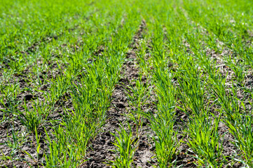 rows of bushes in the field of winter wheat, fertilizing during tillering