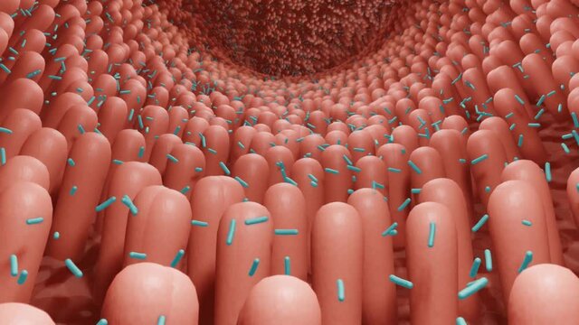Microbiota, gut bacteria, probiotics helping the growth of healthy microflora, microbiome animation