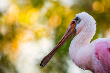 Portrait of the Roseate spoonbill. Beautiful wild bird on the colorful background. 