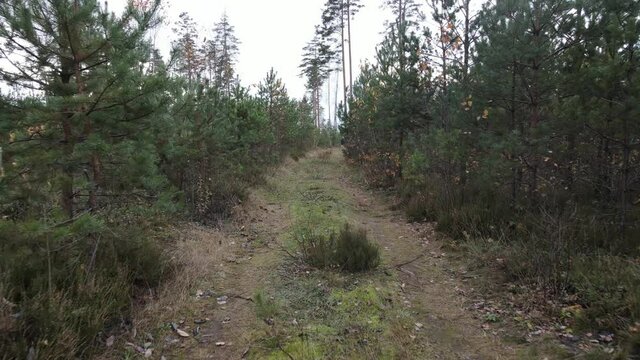 Drone view of the forest and tree tops, road and blue sky, on an autumn day in bad weather