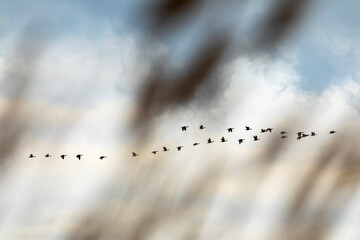 A flock of Greylag geese in flight. Birds of Europe. Neusiedler See, Austria.