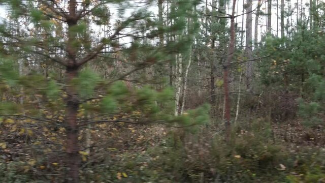 Drone view of the forest and tree tops, road and blue sky, on an autumn day in bad weather