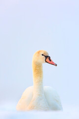Mute swan in winter landscape. Winter motive. 