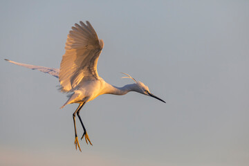 The little egret in flight. Beautiful white egret from Kerkini lake in Greece.