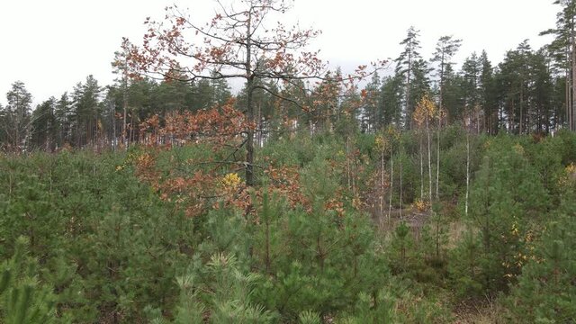 Drone view of the forest and tree tops, road and blue sky, on an autumn day in bad weather