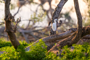 The little egret stands on a branch. Beautiful white egret in its natural environment of Kerkini lake in Greece.